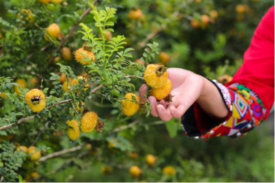 刺力王全产业链、全国品牌布局 争当刺梨产业引领者