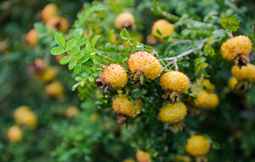 山间&ldquo;酸野果&rdquo;变身&ldquo;萌萌果&rdquo;