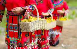 贵州小野果的大商机