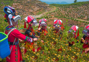 贵州小野果的大商机