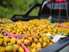 刺力王被评为十佳推荐食品