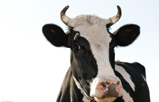 蒙牛应从&ldquo;负面报道&rdquo;中吸取什么样的教训？