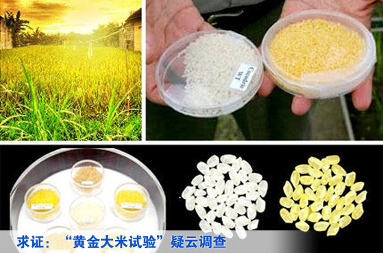求证：&ldquo;黄金大米试验&rdquo;疑云调查