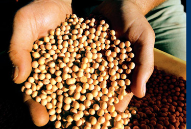 网曝安利使用转基因原料 公司回应称系谣言