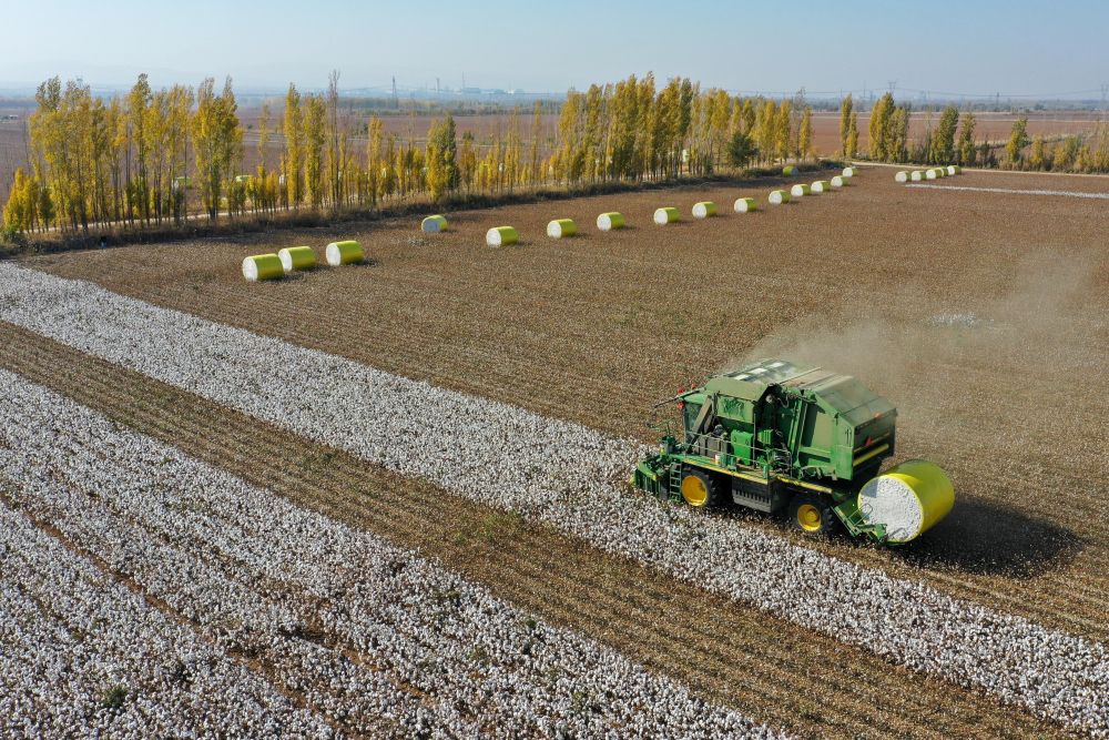 在新疆玛纳斯县乐土驿镇文家庄村,一台采棉机在棉田里采收棉花(2020年