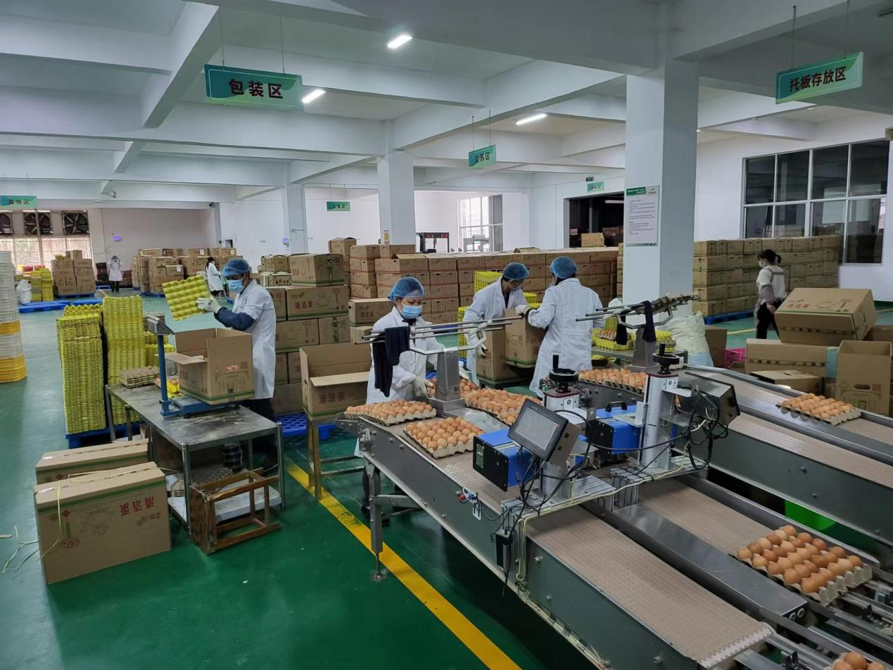 力晨蛋品共富工坊:串起"建德鸡蛋"共富链