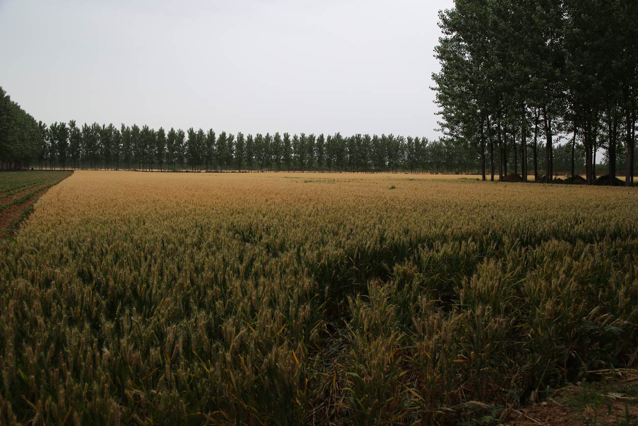 临颍农业经济领先