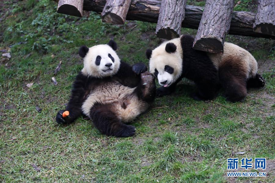 各地摄影师镜头下的大熊猫