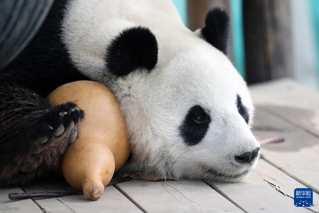 摄影师为大熊猫拍写真