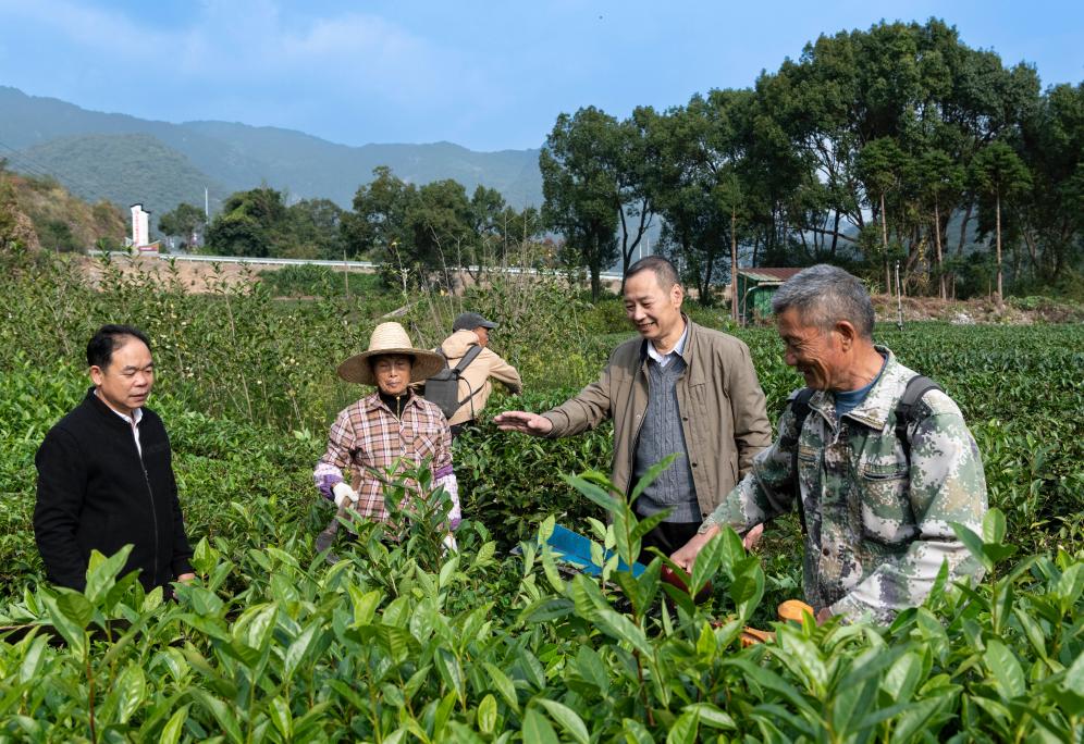 赤溪村的乡村振兴新气象-新华网