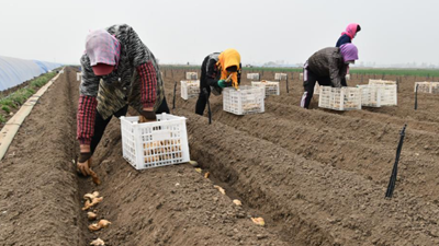 万亩姜田孕育新希望&mdash;&mdash;&ldquo;冀东生姜之乡&rdquo;春耕见闻