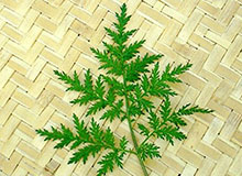 华立青蒿素成中医药国际化&ldquo;向导&rdquo;