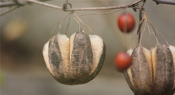 马兜铃酸致肝癌事件调查