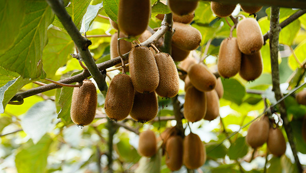 贵州修文：走精品猕猴桃之路 振兴发展中国本土果业