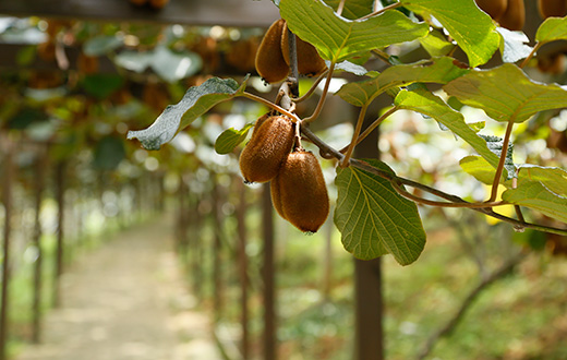 贵州修文：猕猴桃&ldquo;嫁接&rdquo;大数据变&ldquo;脱贫果&rdquo;