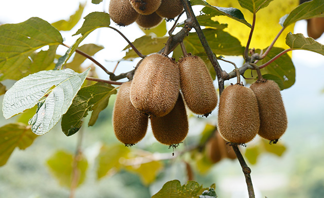 修文猕猴桃水果链 获吉尼斯世界纪录