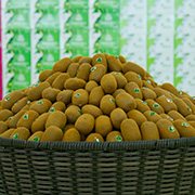 修文大力发展猕猴桃精深加工为农户铺好市场路