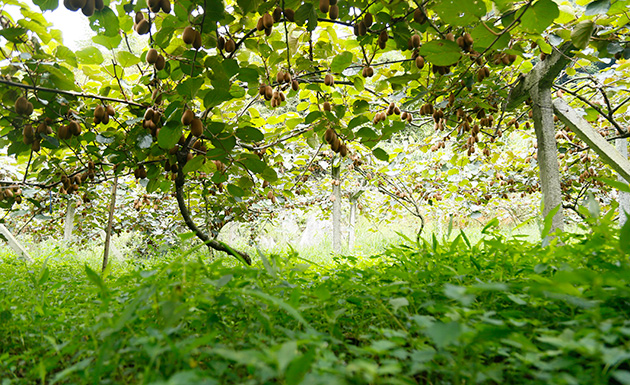 贵阳（修文）猕猴桃节落幕 签约金额达八亿元