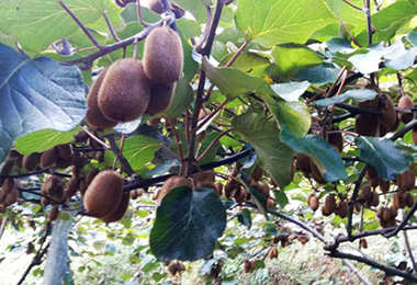 推进猕猴桃&ldquo;泉涌&rdquo;发展