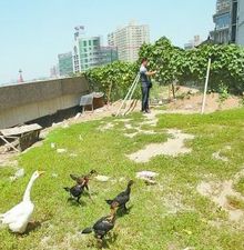 郑州楼顶私人花园