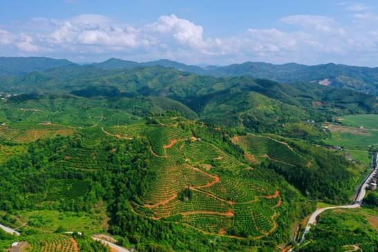 为做强做大柚果产业,稔田镇充分发挥各界精英汇集且与群众紧密联系的