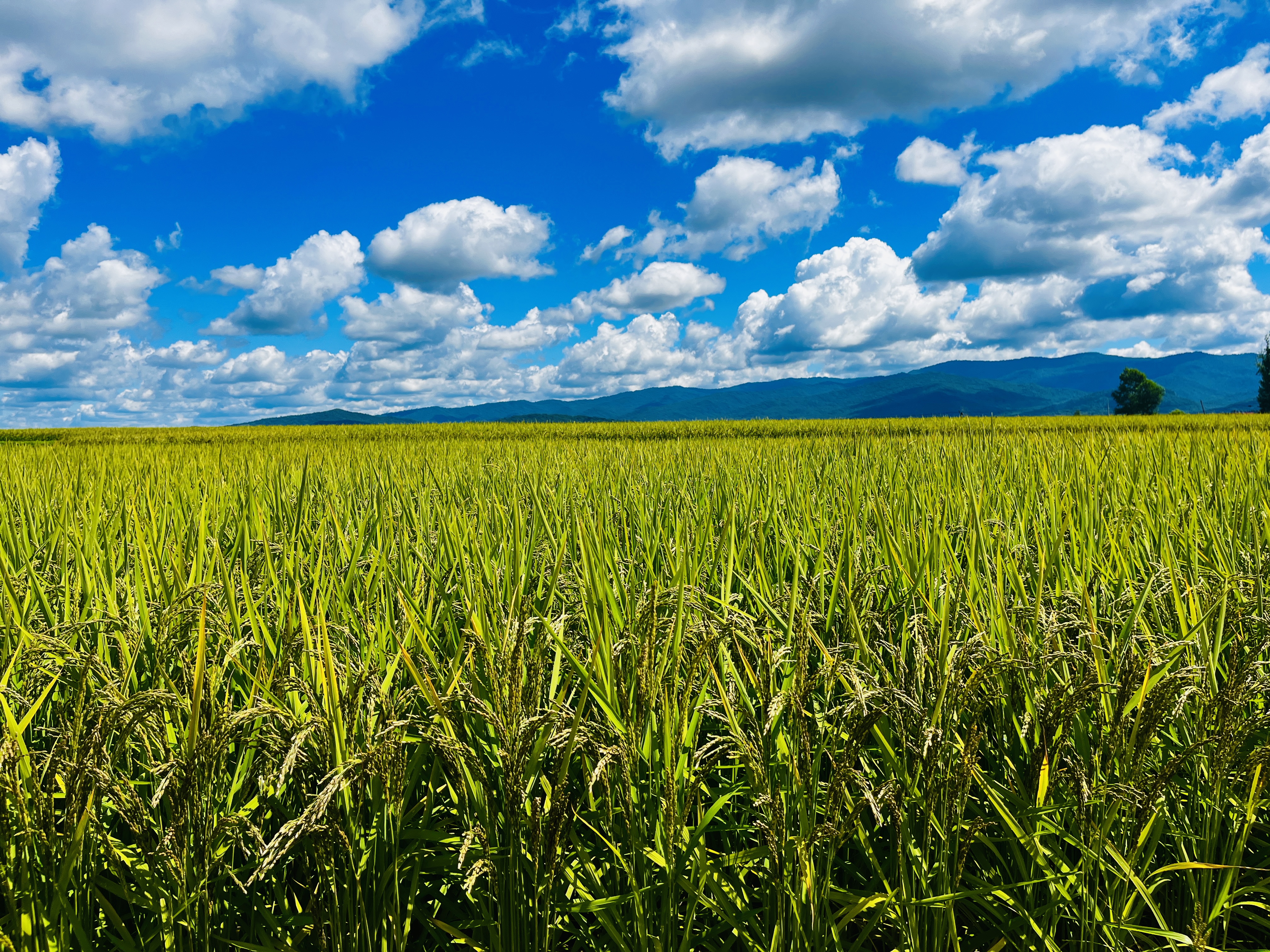 庆阳农场黑稻长势喜人