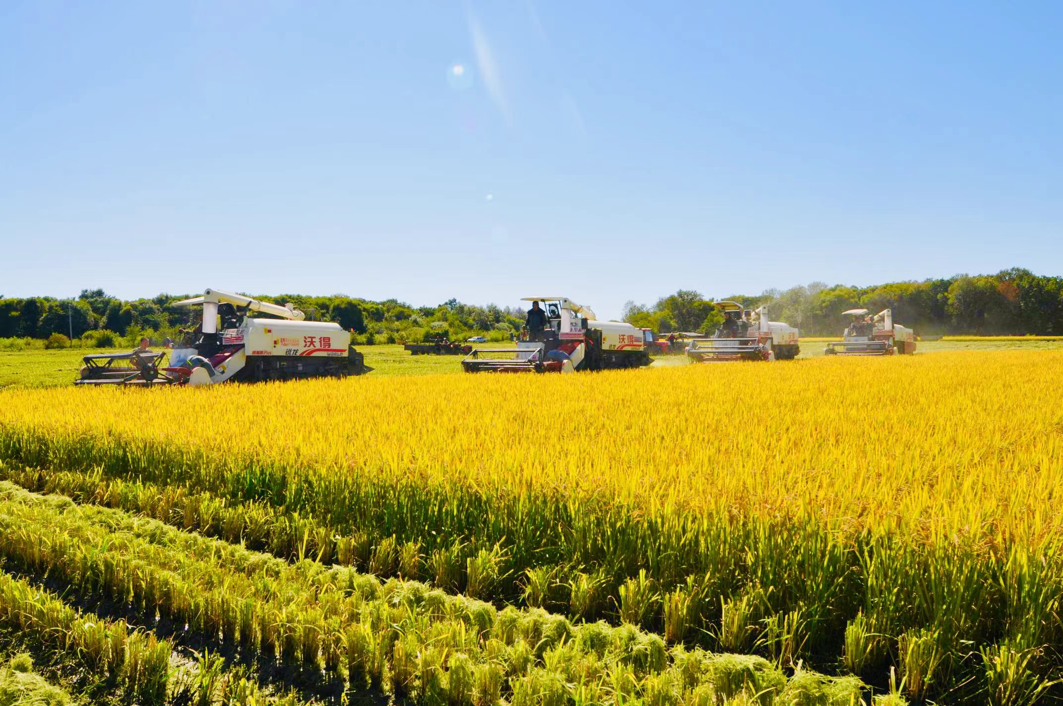 北大荒集团庆阳农场全力推进黑米上高端