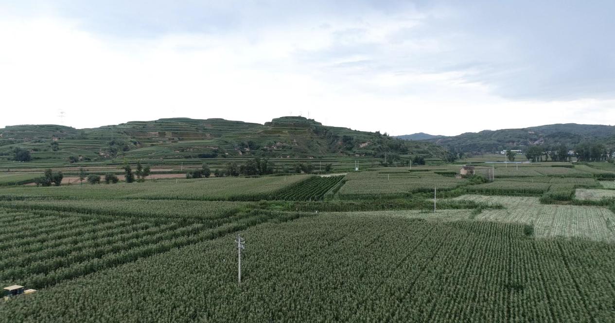 忻州市保德县白家墕村:科技赋能 高效农业风生水起-新华网