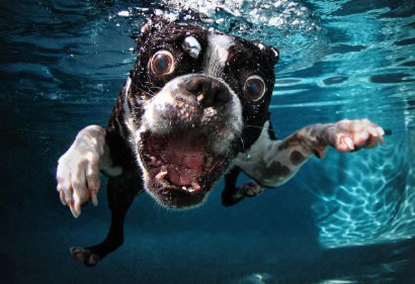 摄影师抓拍宠物狗入水超萌表情