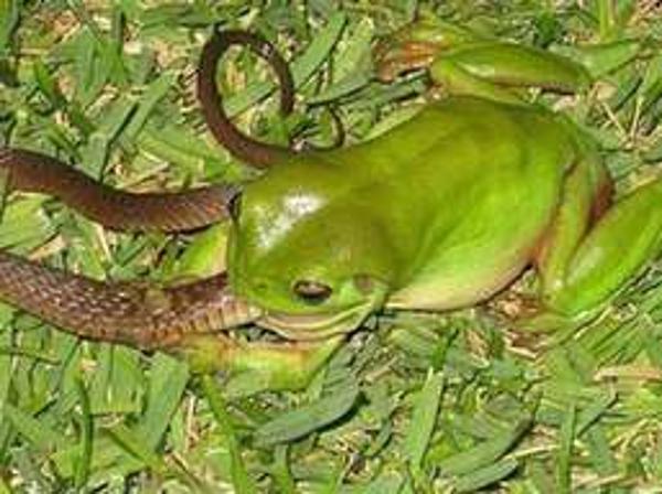 青蛙与蛇的不幸作文|青蛙与蛇的不幸作文750字