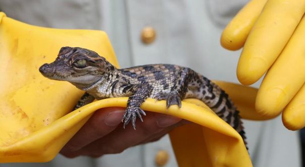 广西查获399条暹罗鳄鱼苗 仅出生10余天