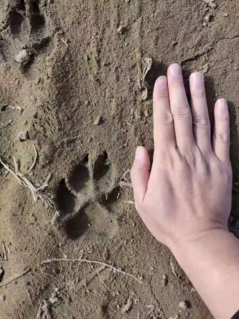 村民拍摄的疑似狼爪印.