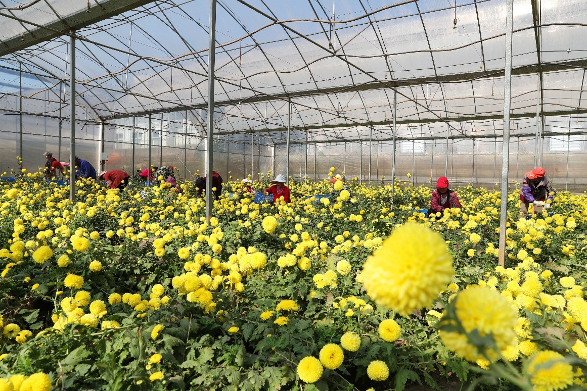 解读室内花卉热潮：家居装饰的新潮流