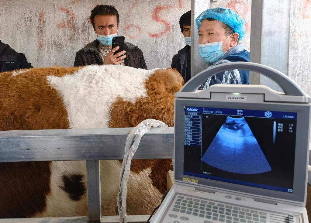 新华社记者何军3月22日摄喀斯木·吾布力买完牛后,又花30元钱给牛做了