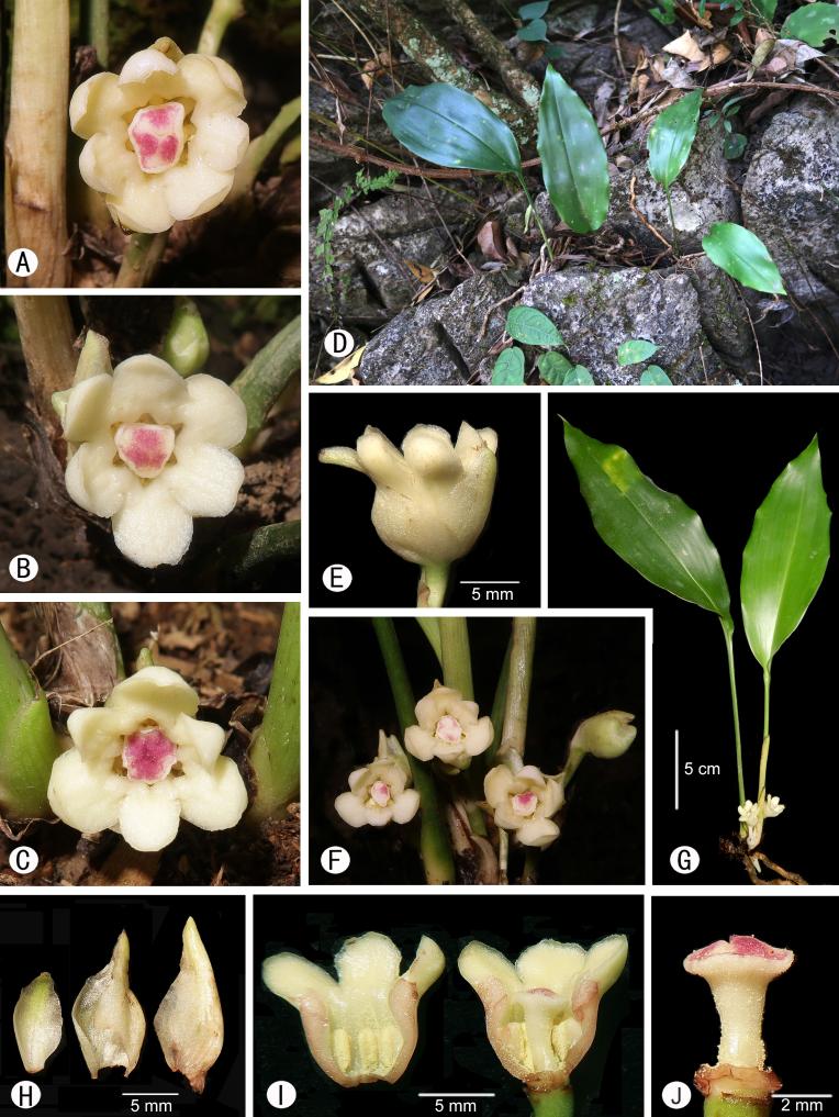 广西发现5个蜘蛛抱蛋属新物种