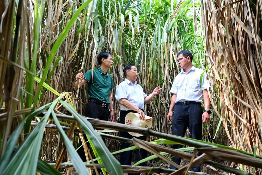 党旗在基层一线高高飘扬丨菌草技术发明人林占熺：种下一棵“幸福草”-新华网