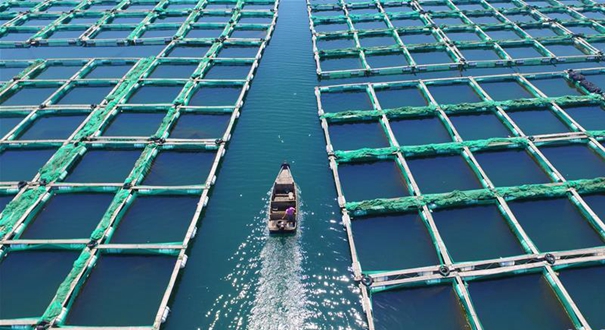 山东烟台稳步推进"海上粮仓"建设