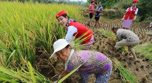 高校将课堂开到农田 准空姐穿制服打谷子