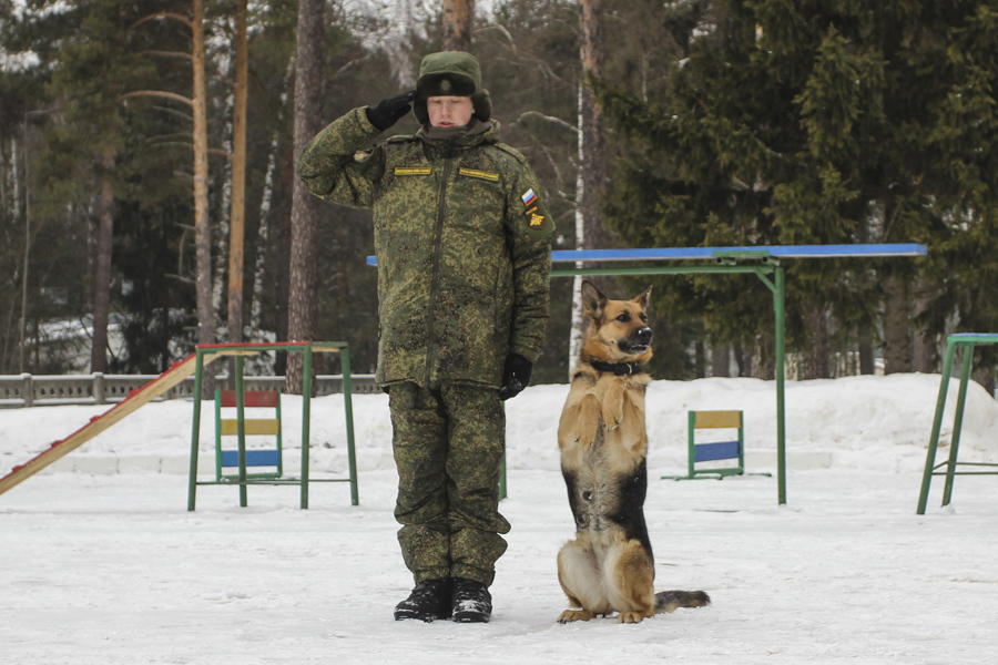 俄罗斯军犬训练前敬礼卖萌