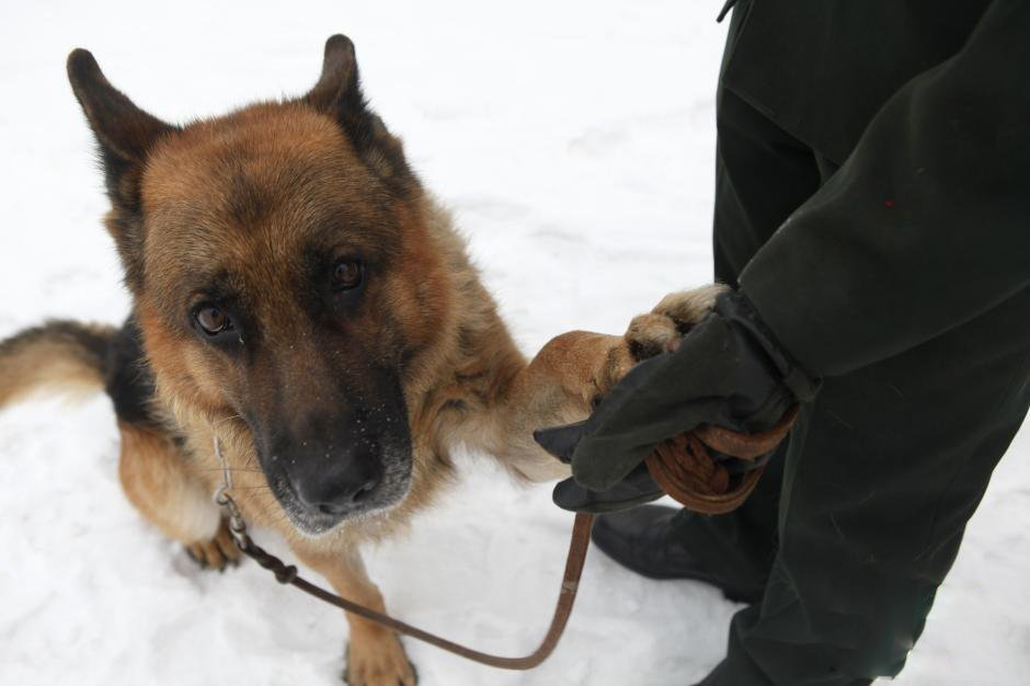 无言的战友盘点军犬的哪些感人瞬间