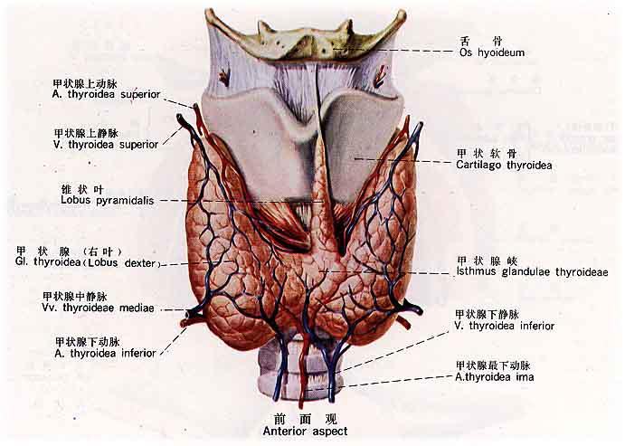 田文:客观看待甲状腺癌