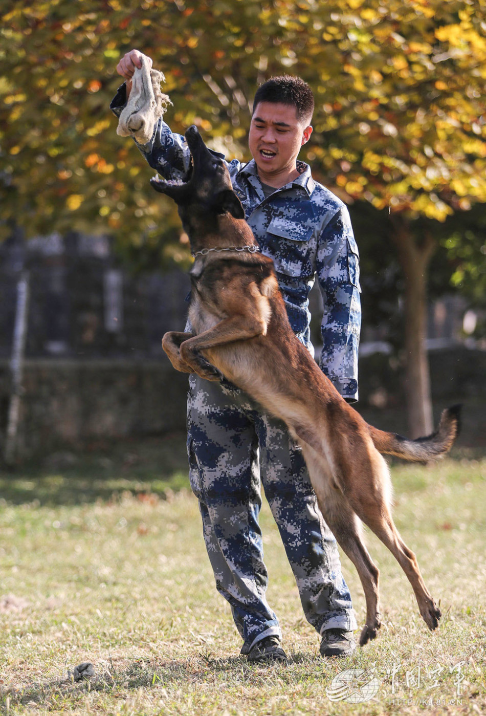 空军训犬基地人少狗多小家伙们会救人会闹情绪