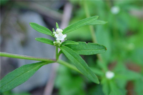 军医科普败酱草:清热泄结,破瘀排脓