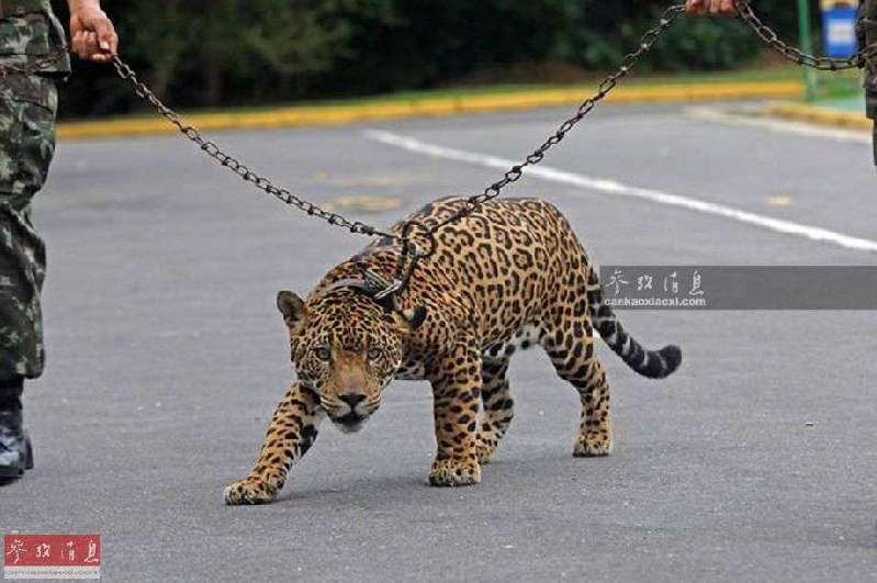 巴西士兵养豹子做宠物 抓巨蟒练胆