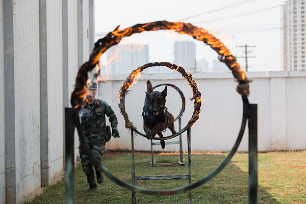 警犬进行跳火圈训练