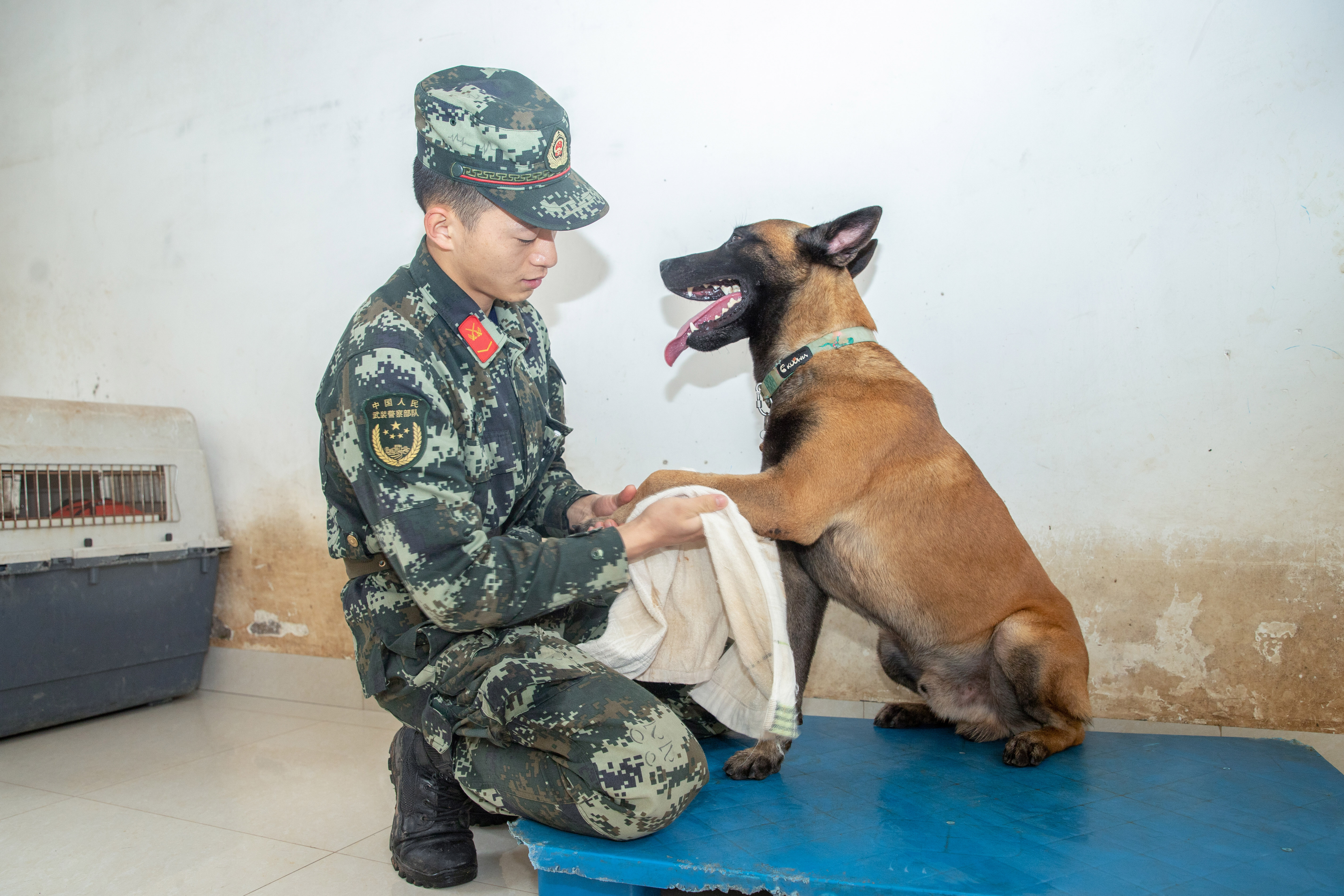 军犬训导员孔德鑫与他的战友凯特