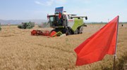 &ldquo;塞外粮仓&rdquo;内蒙古河套地区小麦开镰迎丰收