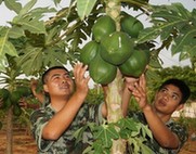 海南昌江边防支队沙塘边防派出所“菜篮子”结硕果