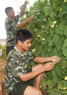 瓜果蔬菜绿油油 小小菜园大丰收