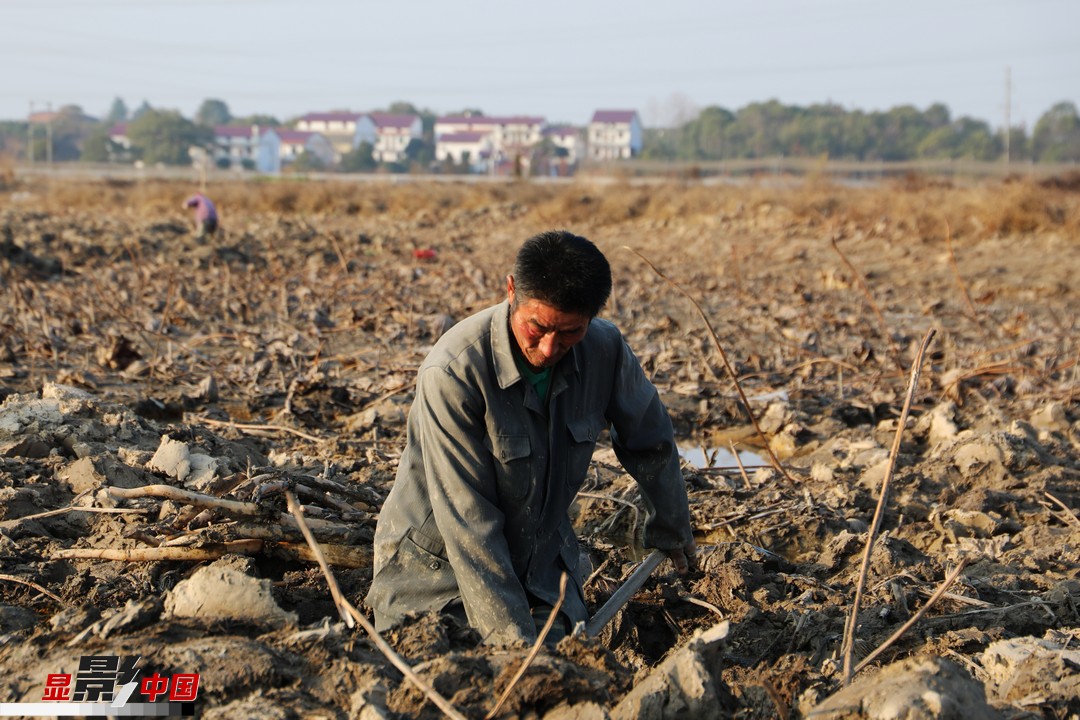 "付毛子介绍自己多年挖藕的经验.图为付毛子正在用铁锹将淤泥铲出.